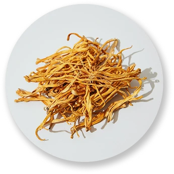 Cordyceps