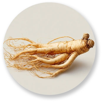 Asian Ginseng Root